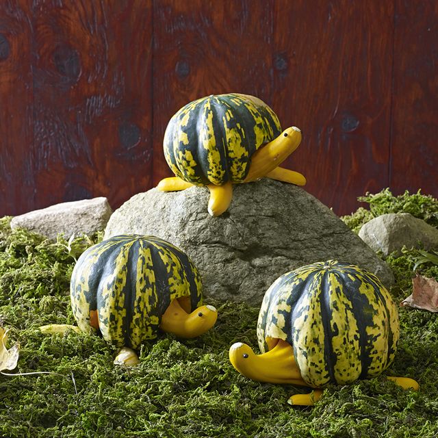 adorable turtle pumpkins