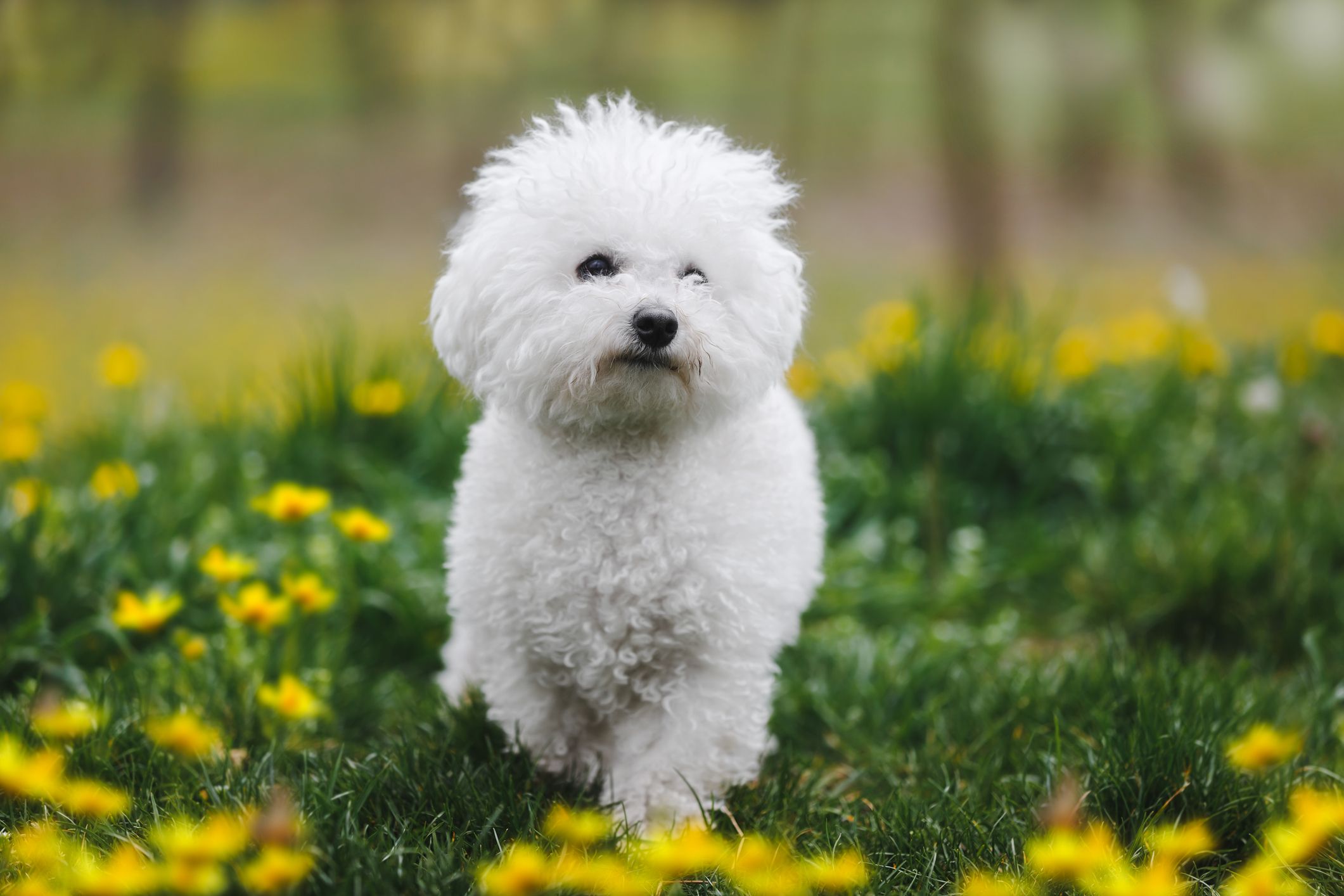 21 Cute Low Maintenance Dog Breeds of All Sizes