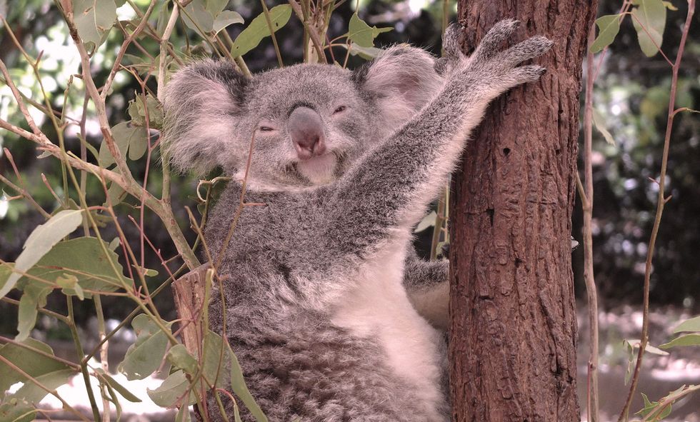 Koala, Mammal, Vertebrate, Marsupial, Terrestrial animal, Wildlife, Snout, Plant, Tree, Adaptation, 