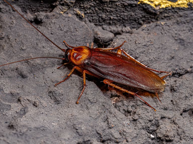 adult american cockroach