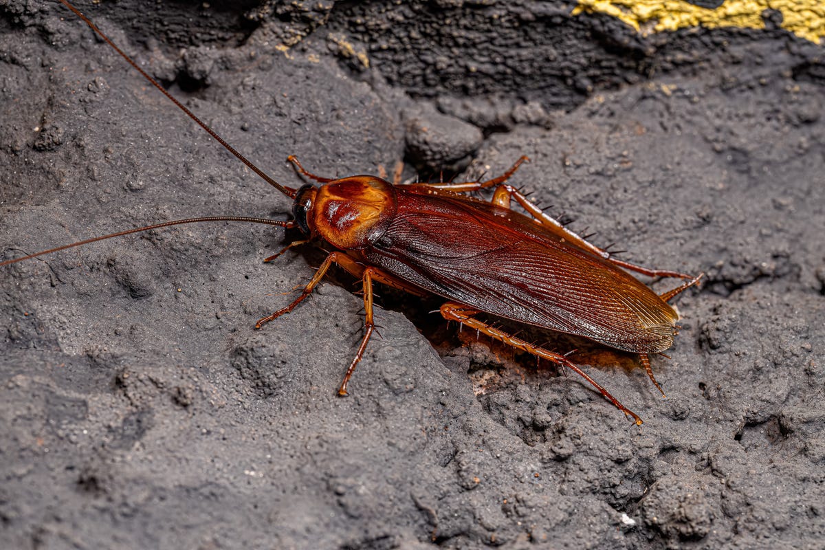 How Severed Cockroach Legs Could Help Us ‘Fully Rebuild’ Human Bodies