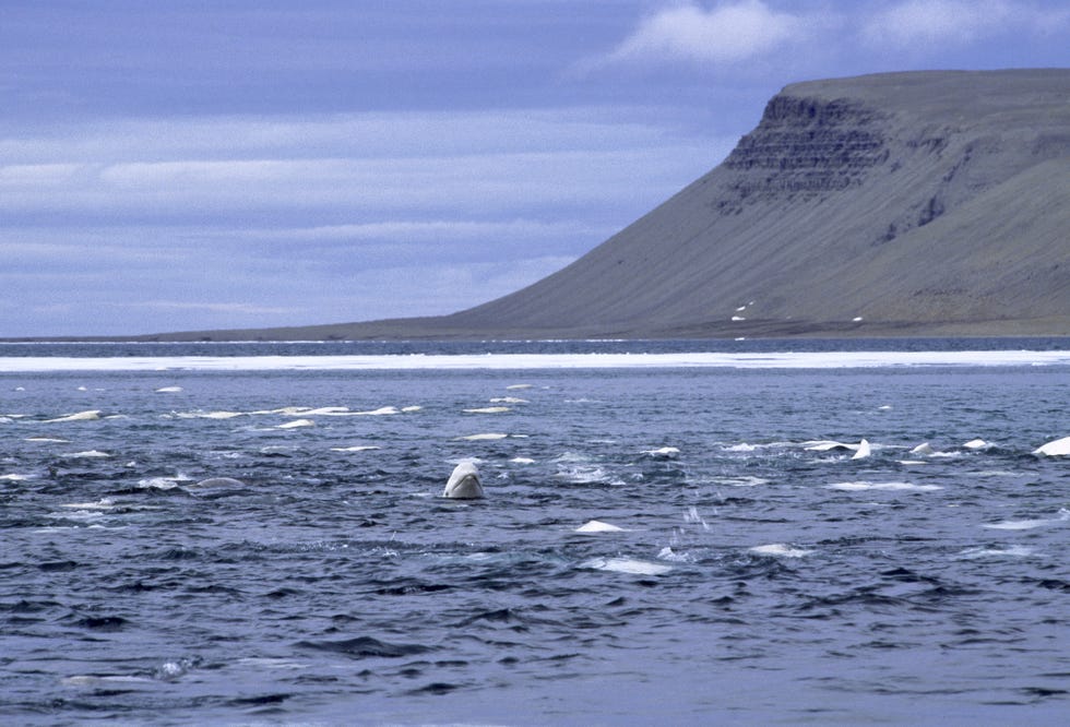 adult beluga whale migration, nunavut