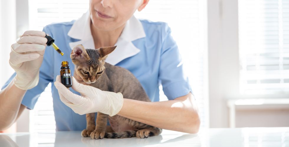 adult woman veterinarian giving cbd oil drops to a cat