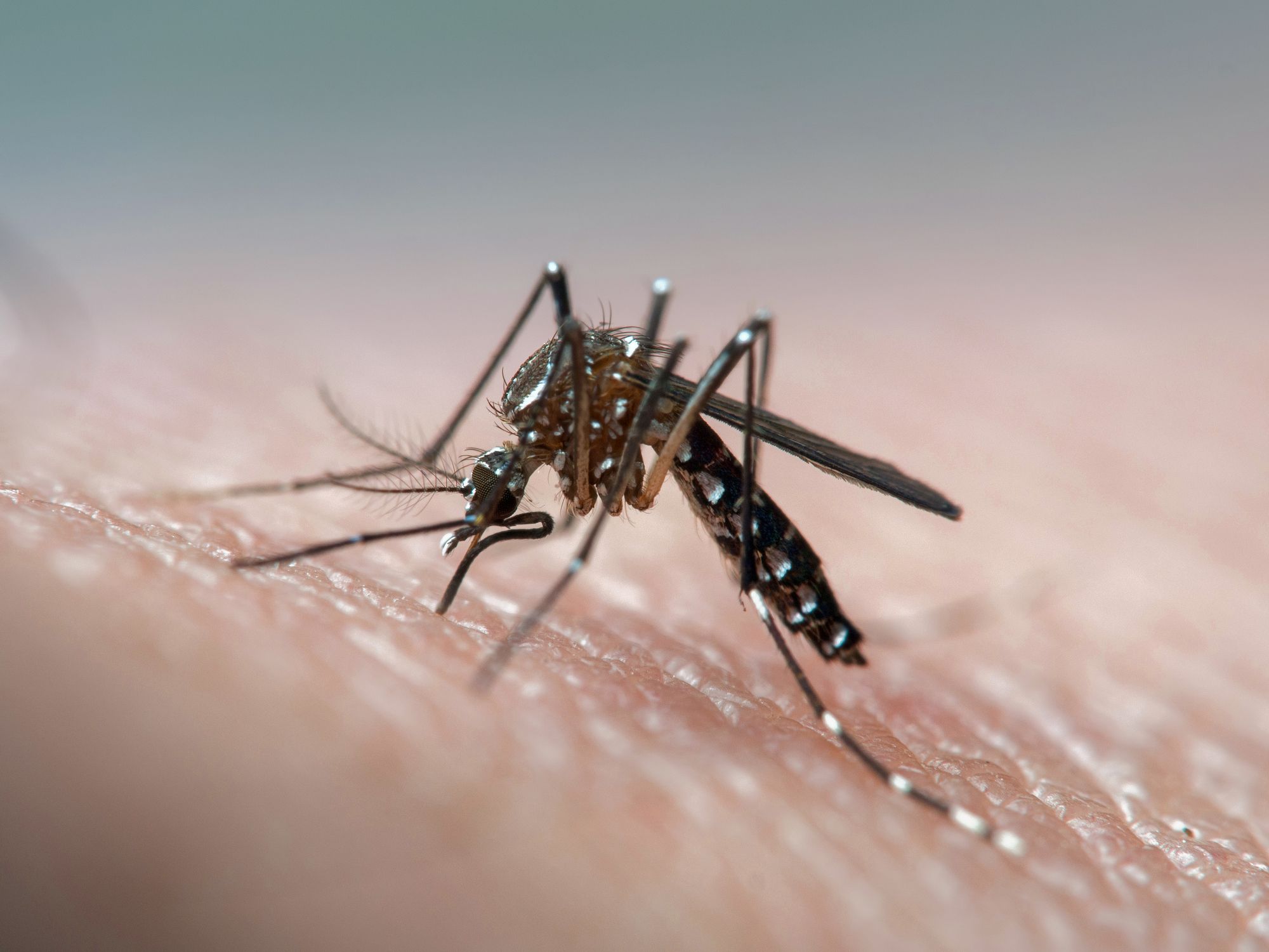 semester liter Hurtig 11 Best Remedies for Mosquito Bites and Itching