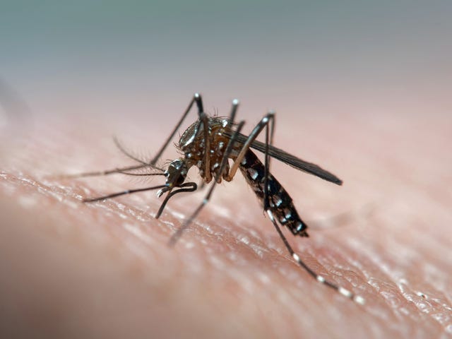 eastern equine encephalitis