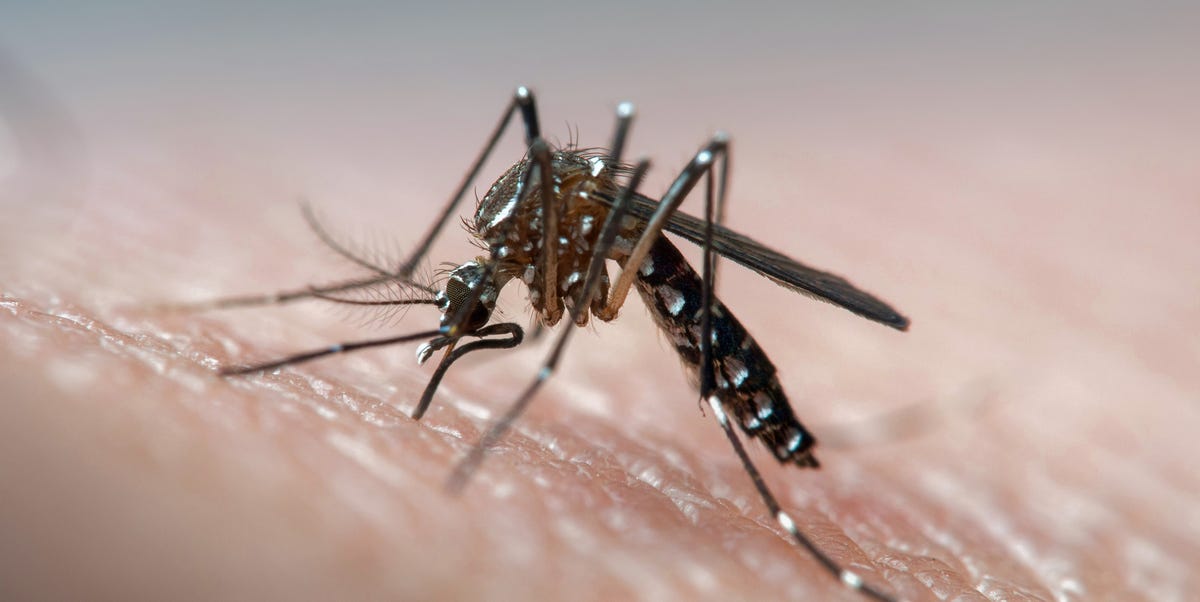 France Combats Mosquito Population Ahead of Games