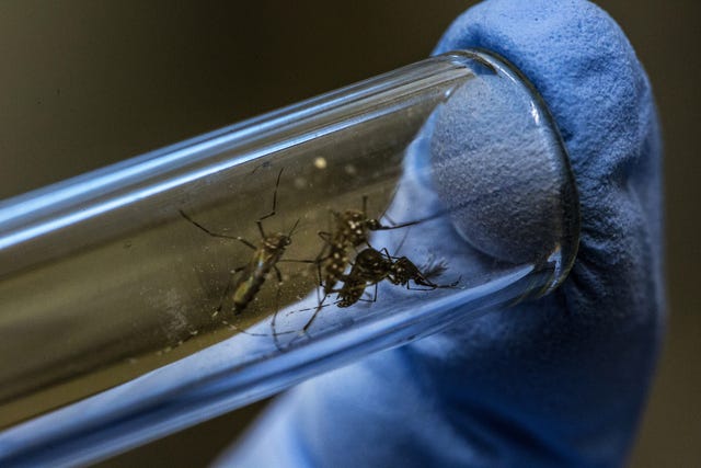 dengue cases rising aedes aegypti