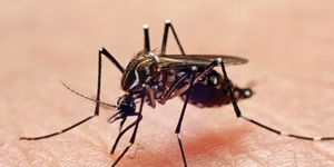 why do mosquito bites itch, aedes aegypti