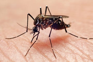 dengue cases rising aedes aegypti