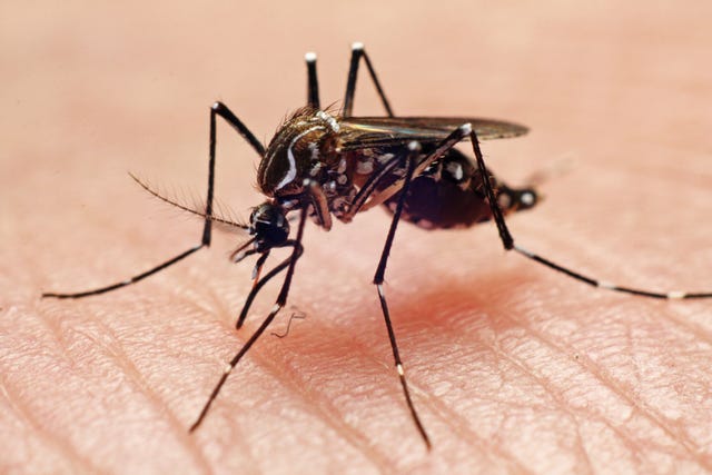 dengue cases rising aedes aegypti