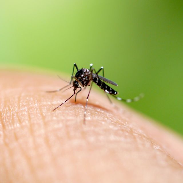 aedes mosquito sucking blood