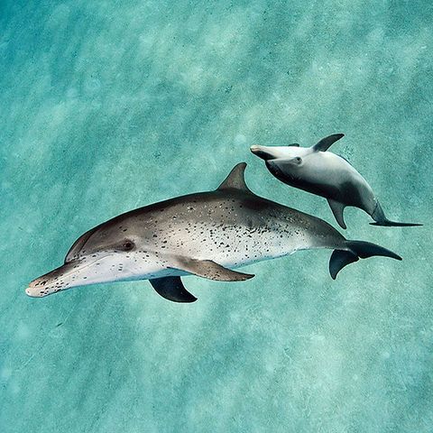 Twee Atlantische vlekdolfijnen spelen boven een zandbank in de tropische zee van De Bahamas Met de grootste hersenen in verhouding tot hun lichaamsgrootte  na de mens  zijn dolfijnen zeer intelligent Door spellen te spelen tijdens het socialiseren meten de onderzoekers hun cognitieve vaardigheden