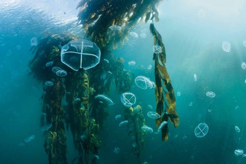 In het afgelegen Tierra del Fuego in Agentini herbergen de gigantische kelpbossen van Thetis Bay een van de mooiste mariene ecosystemen van de planeet De toekomst ziet er rooskleurig uit voor de overvloed aan leven in dit gebied dankzij de recente oprichting van de Yaganes Marine Protected Area door de Argentijnse overheid