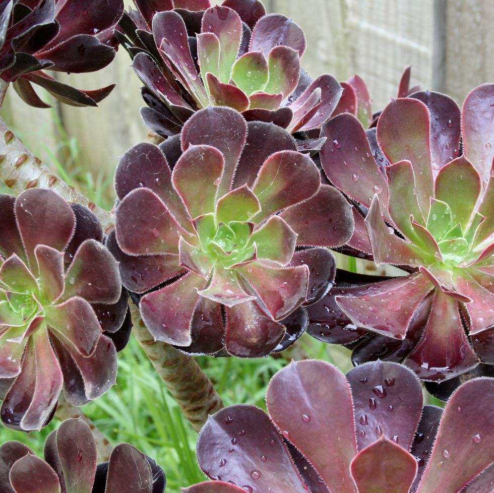The Succulent for Your Zodiac Sign - Plants That Fit Your Astrological Sign