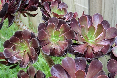 The Succulent for Your Zodiac Sign - Plants That Fit Your Astrological Sign