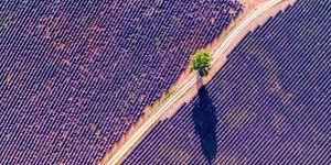 aerial drone view of tree in the lavender, provence, france