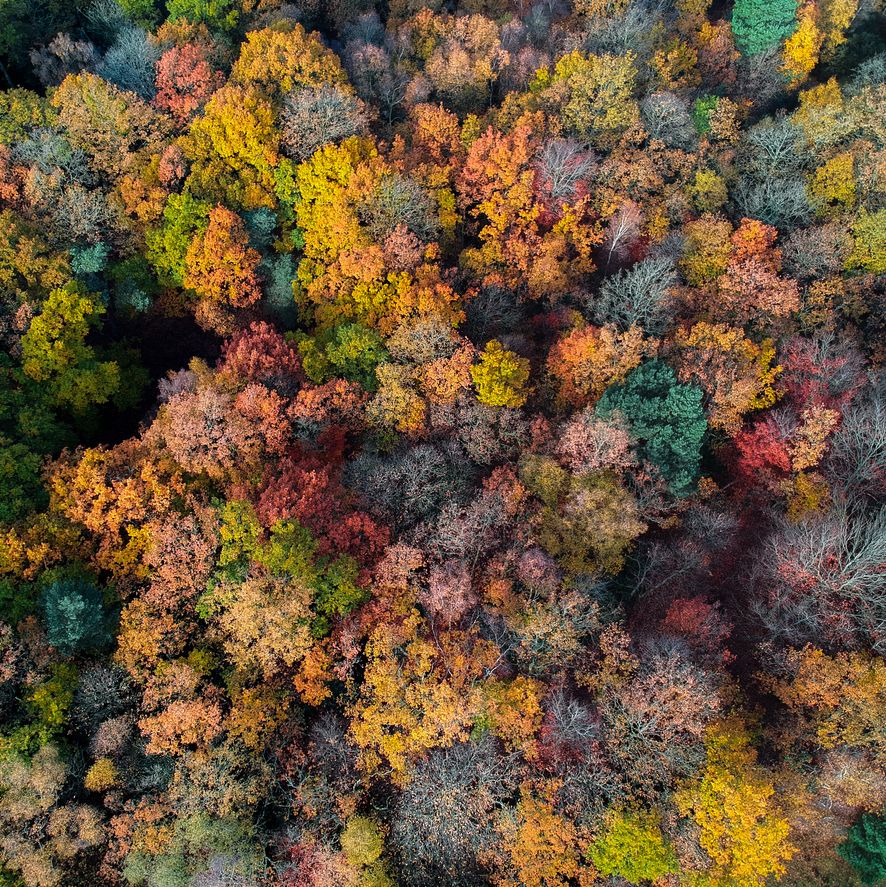 aerial photo of uk woodland in autumn
