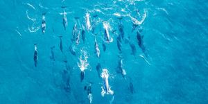 aerial view of a large pod of dolphins swimming in blue water