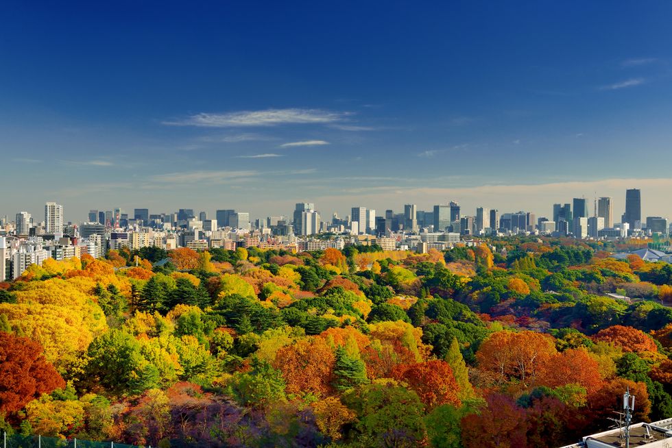 Aerial view of autumn colours of Shinjuku Gyoen,  Tokyo