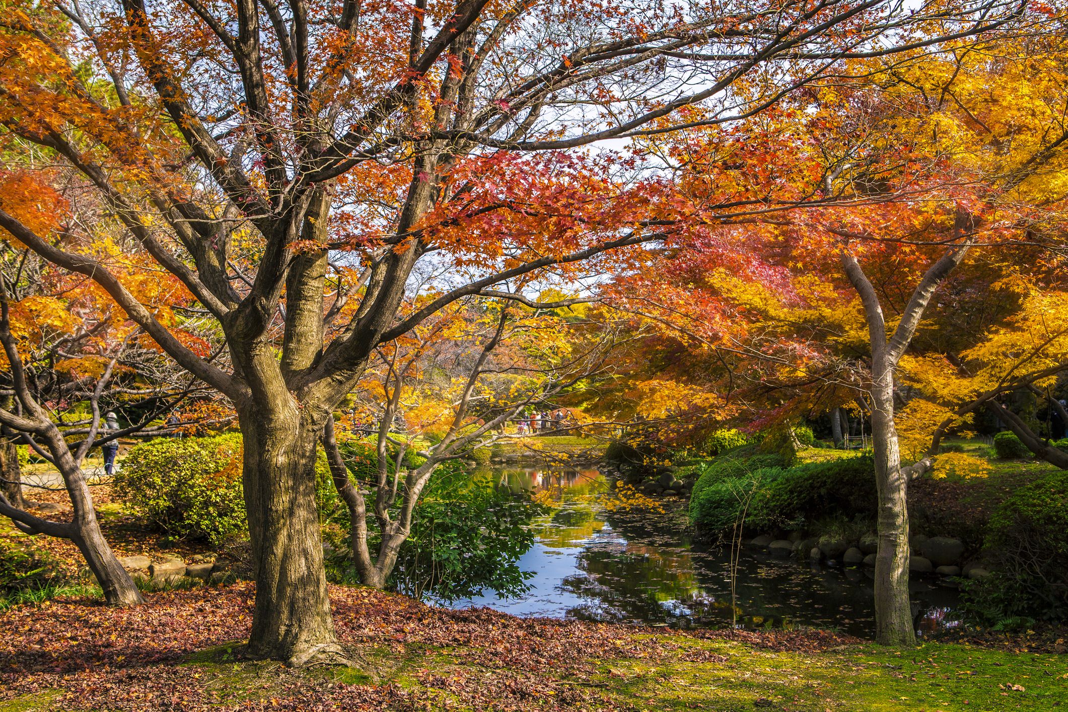 紅葉が楽しめるおすすめ庭木＆植物16選｜家の庭で美しい秋を堪能しよう！