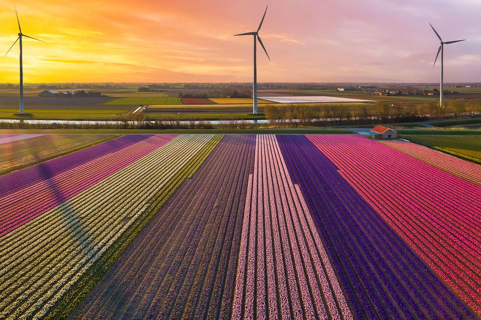 aerial view of blooming fields, red, purpple, pink and yellow tulips during sunrise with with wind turbines in the netherlands, renewable energy, wind power