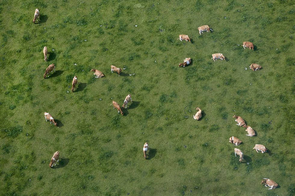 aerial view of cows grazing