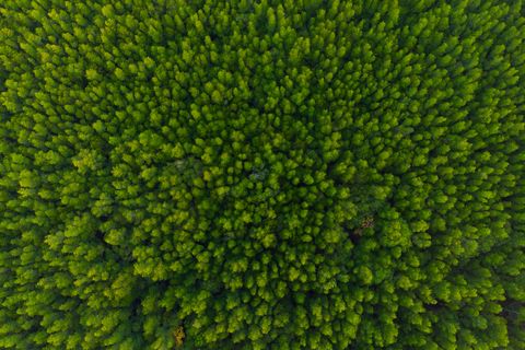 aerial view of forest, texture of mangrove forest  from above