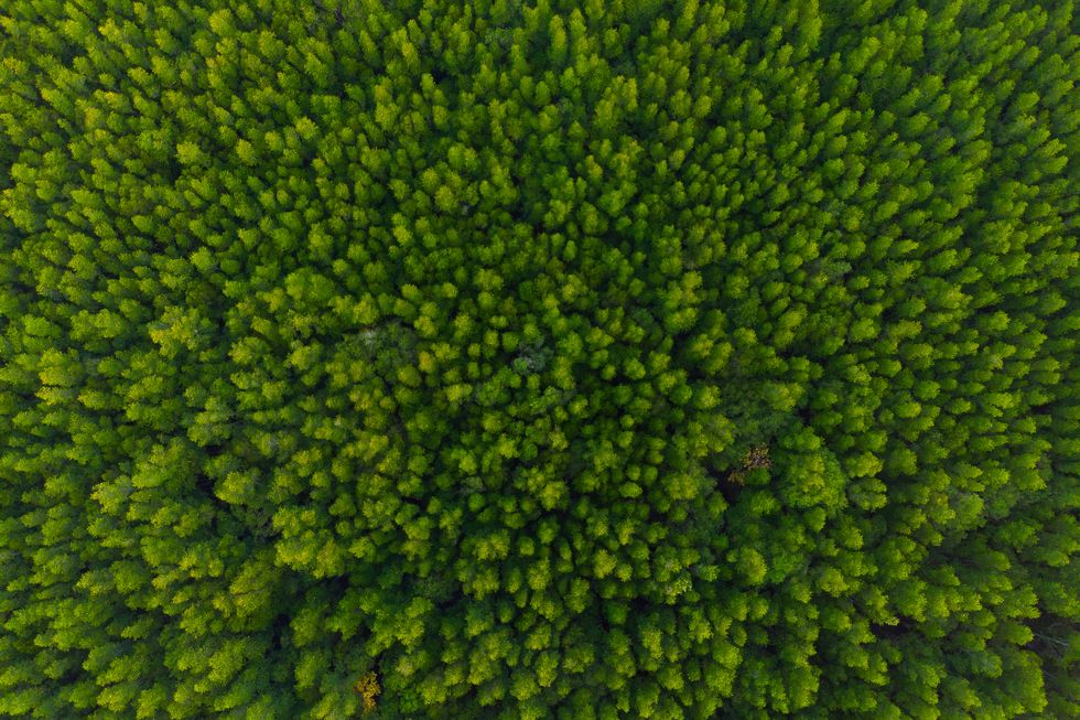 aerial view of forest, texture of mangrove forest  from above