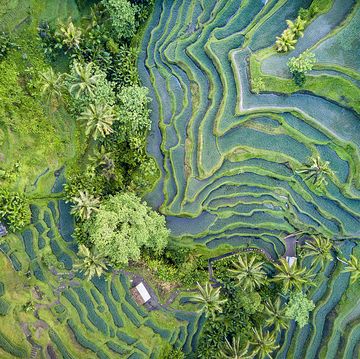 aerial view of rice terrace in bali indonesia
