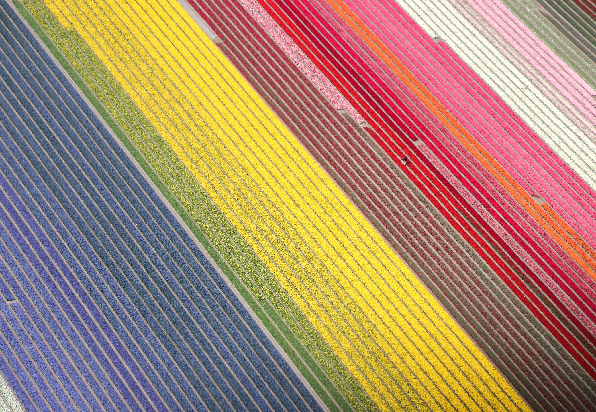 Tulip fields Netherlands 