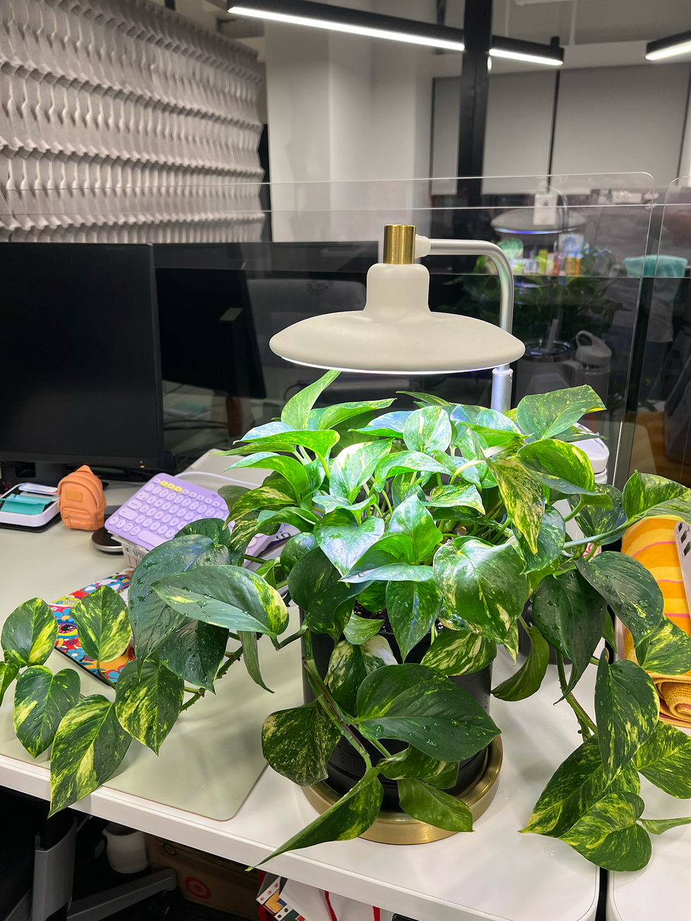 aerogarden closing sales deals 2024