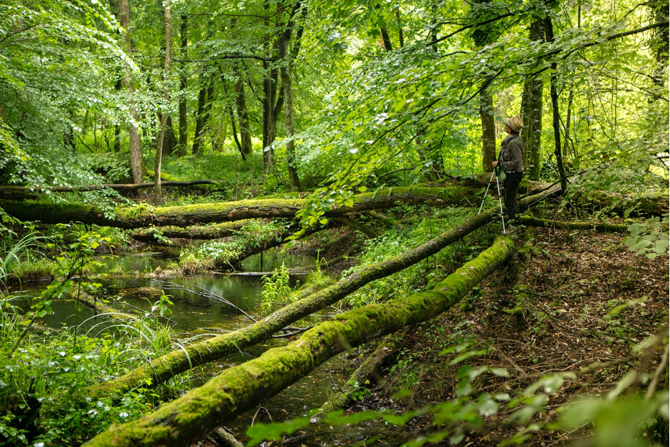 Weelderig bos in natuurreservaat Bolle di Magadino Ticino