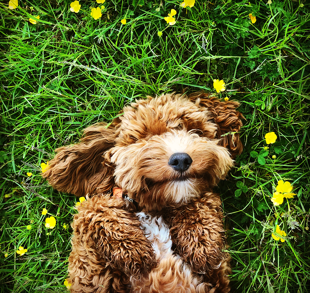 The Most Affectionate Dog Breeds out There