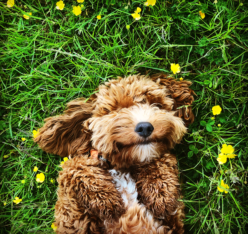 are newfoundland dogs affectionate