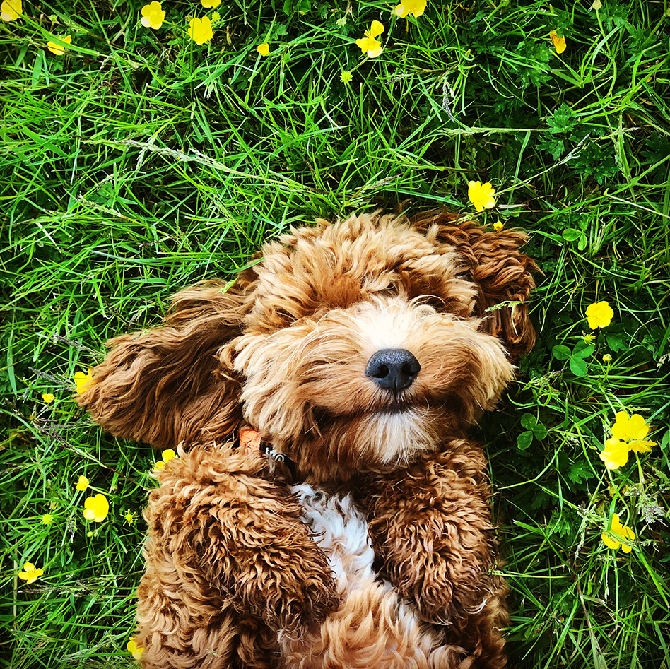 The Most Affectionate Dog Breeds out There