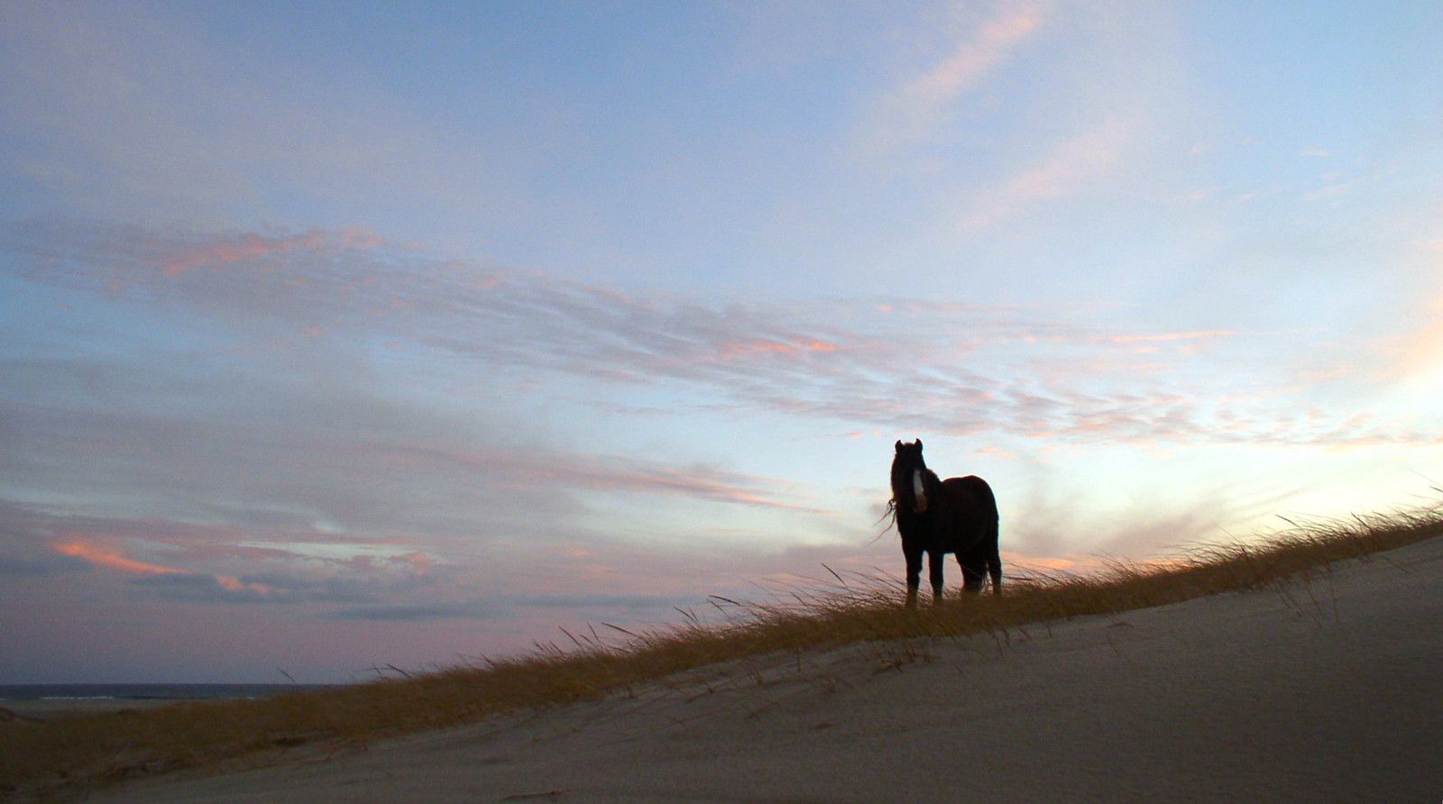 Afgelegen eiland vol wilde paarden in Canada