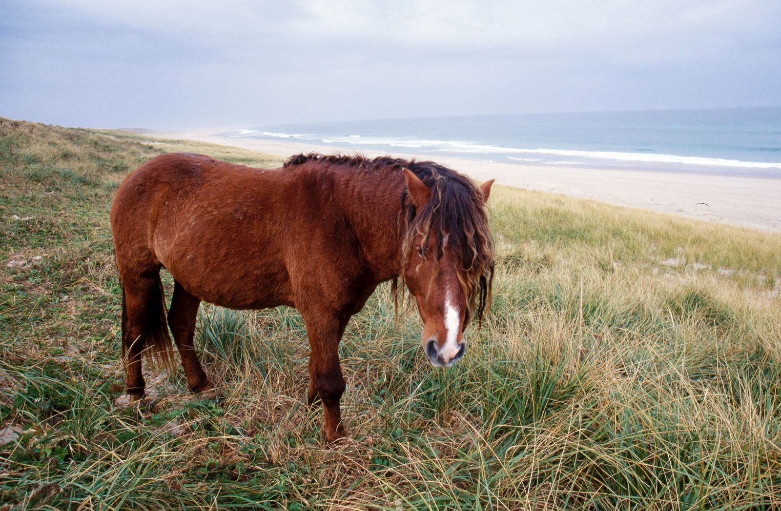 Afgelegen eiland vol wilde paarden in Canada