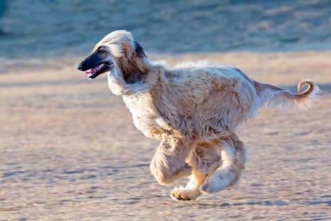 afghan hound fastest dogs