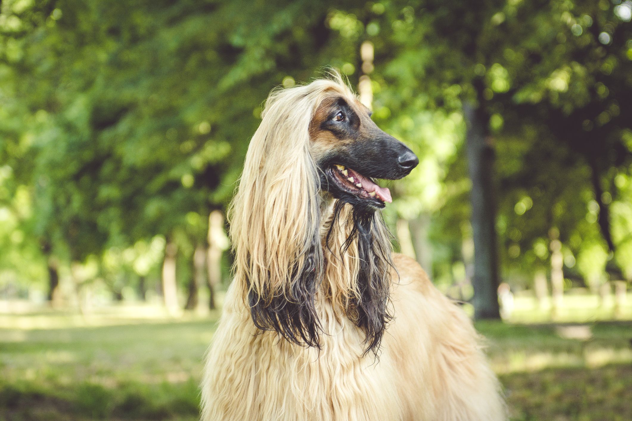 7 Dog Breeds With Long Noses