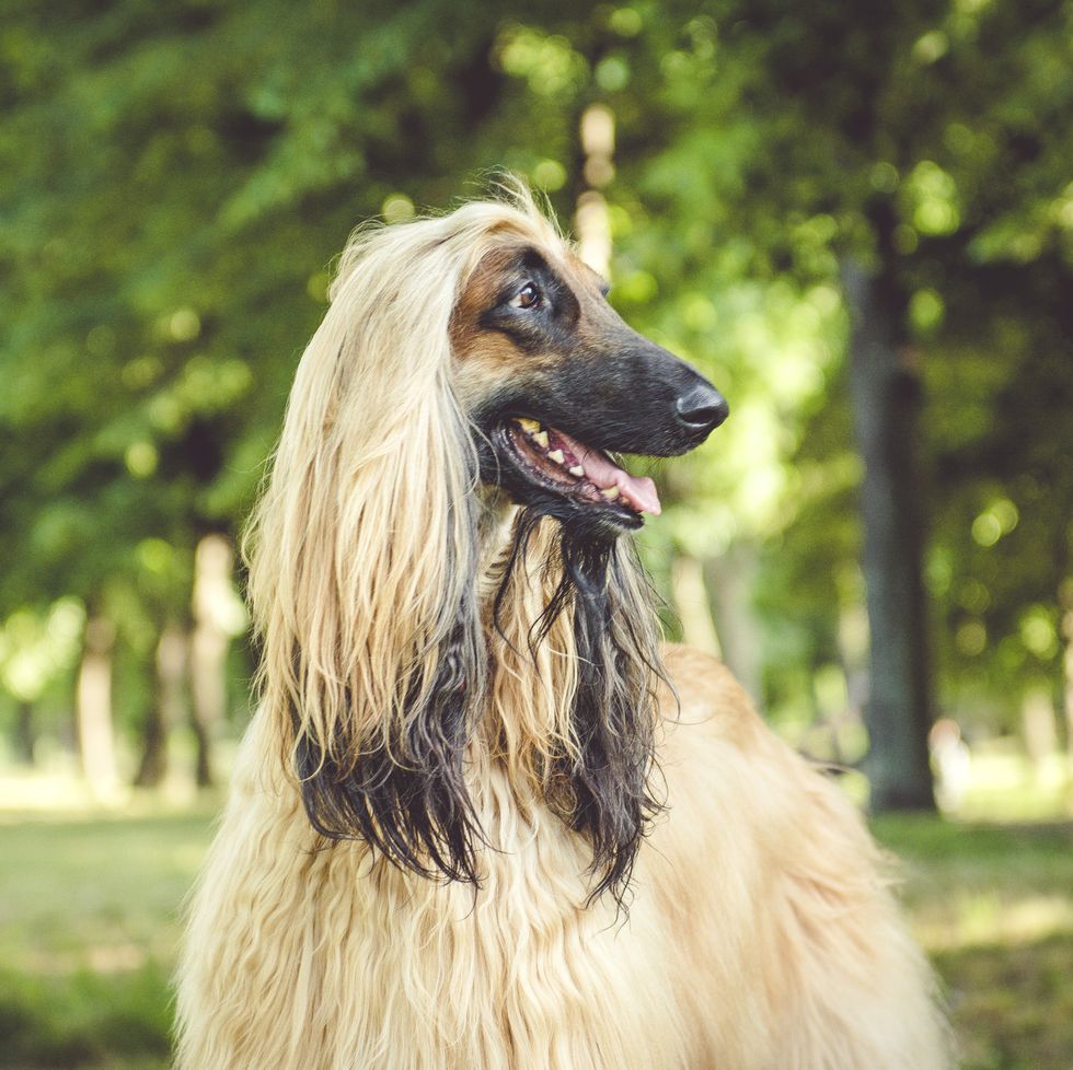 a dog with long hair