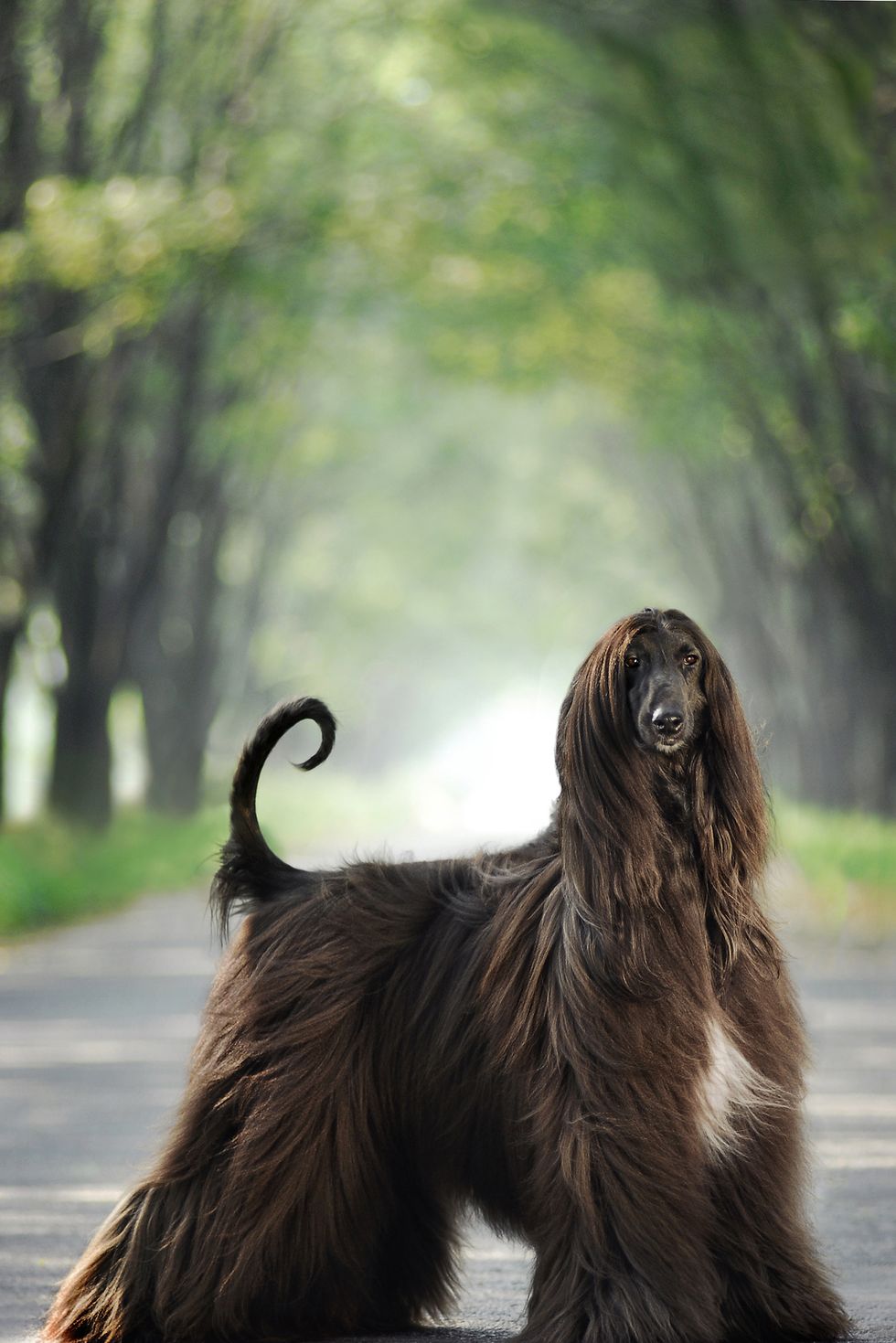35 Large Dog Breeds That Make The Best Pets