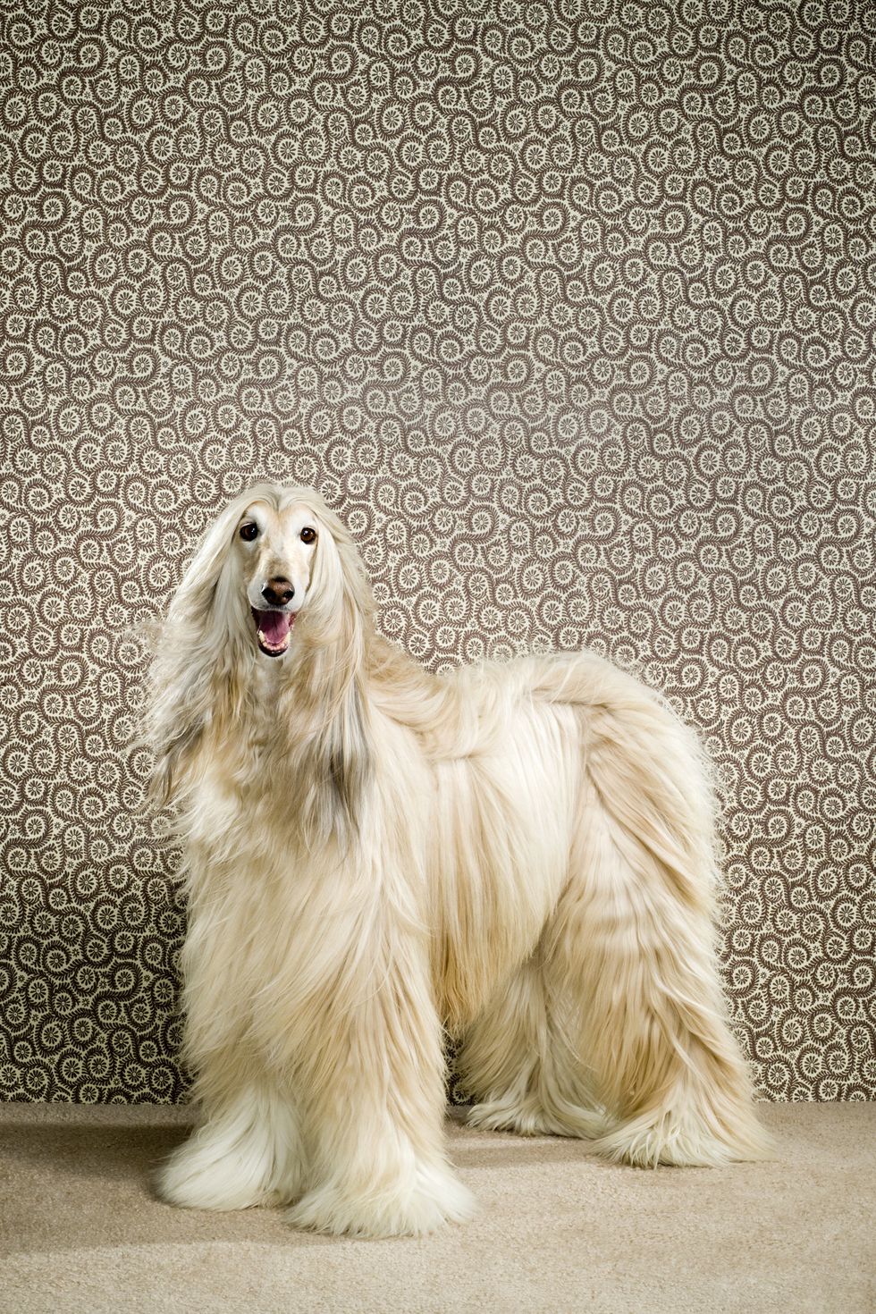 dogs that dont shed afghan hound
