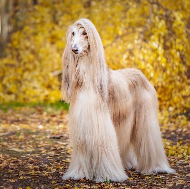 https://hips.hearstapps.com/hmg-prod/images/afghan-hounds-64196d0ab7060.jpg?crop=0.516xw:1.00xh;0.269xw,0&resize=640:*
