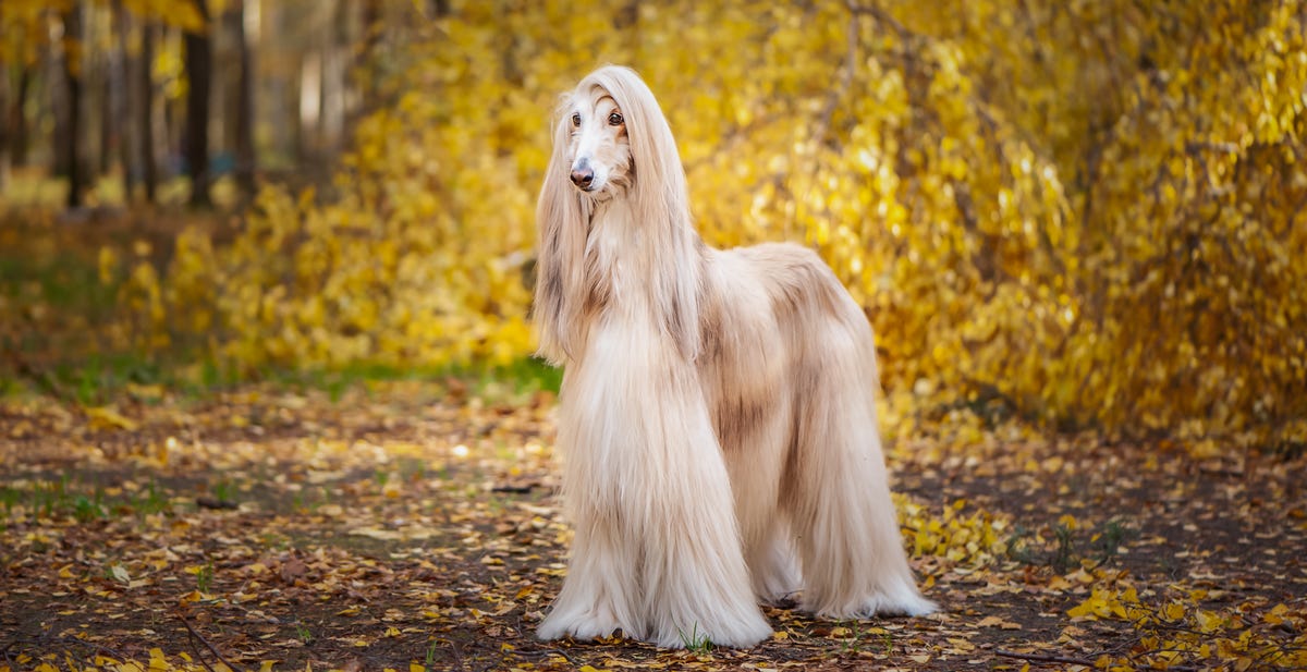 6-dog-breeds-with-long-ears-long-eared-dogs