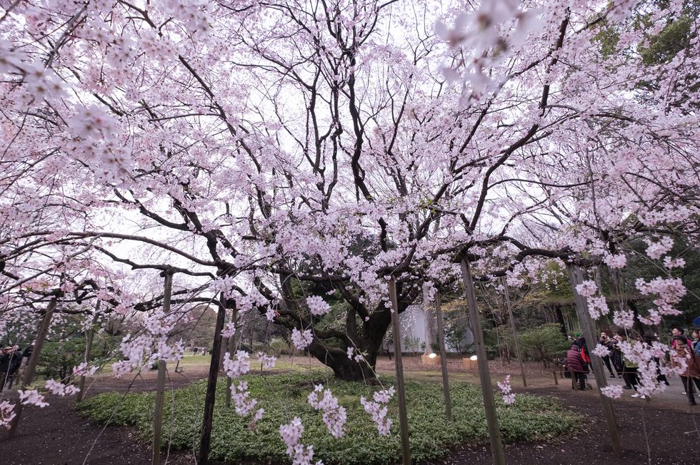 a weeping cherry tree is pictured at rikugien garden in tokyo japan