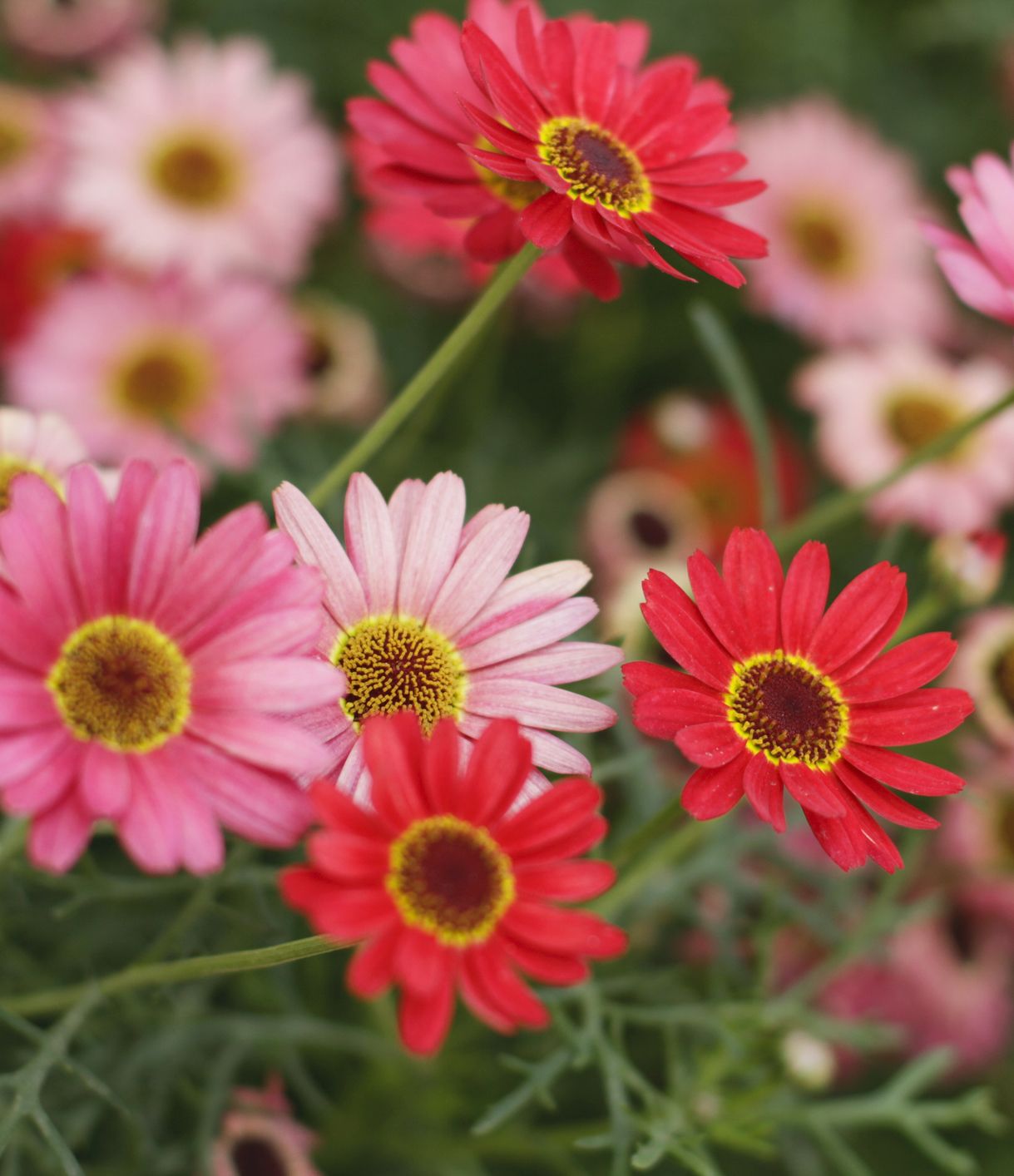Crazy for Daisies: Types of Colorful Daisies