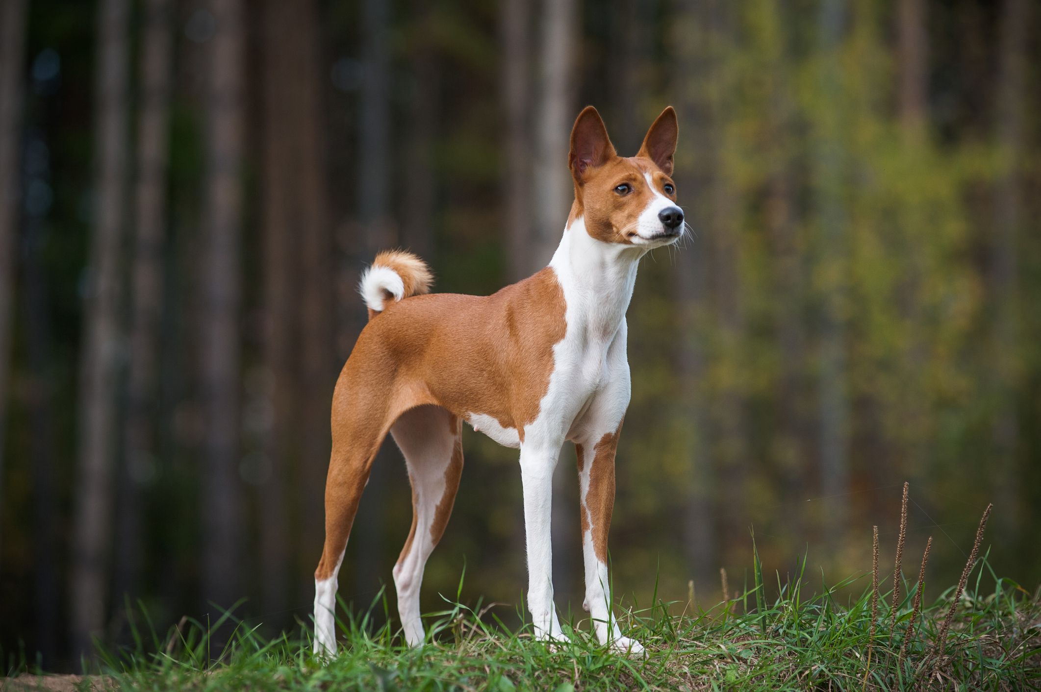 African store hound dog