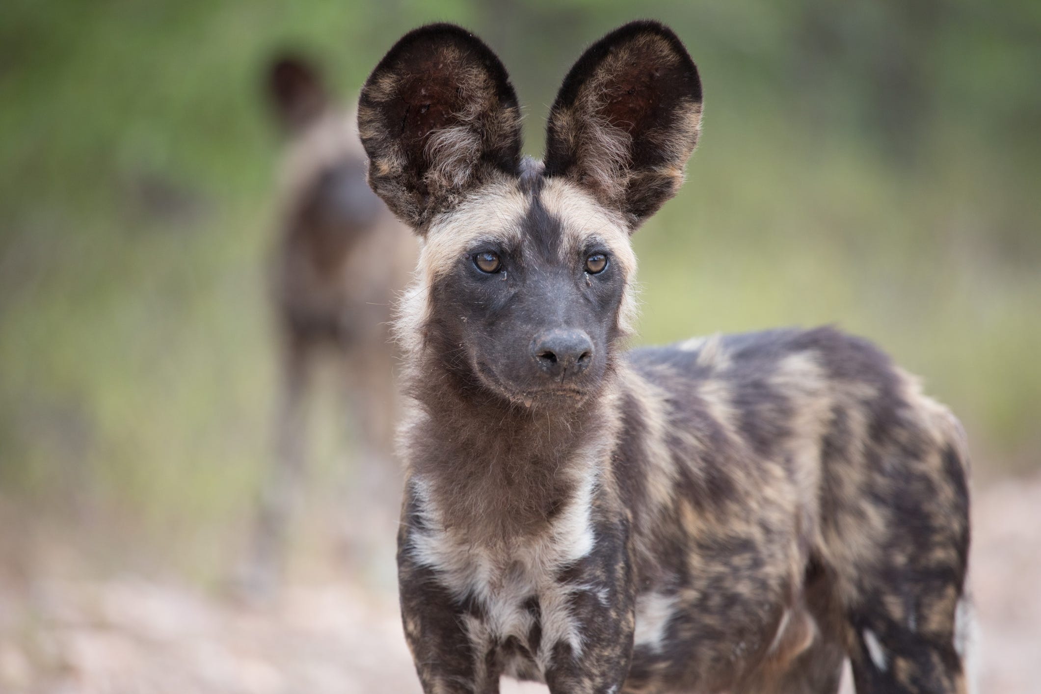 Can A African Wild Dog Be A Pet