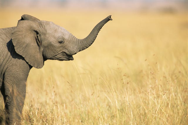 Последний животные. Слон без бивней. Счастливый слон. Trunk animal. Parts of Elephant.