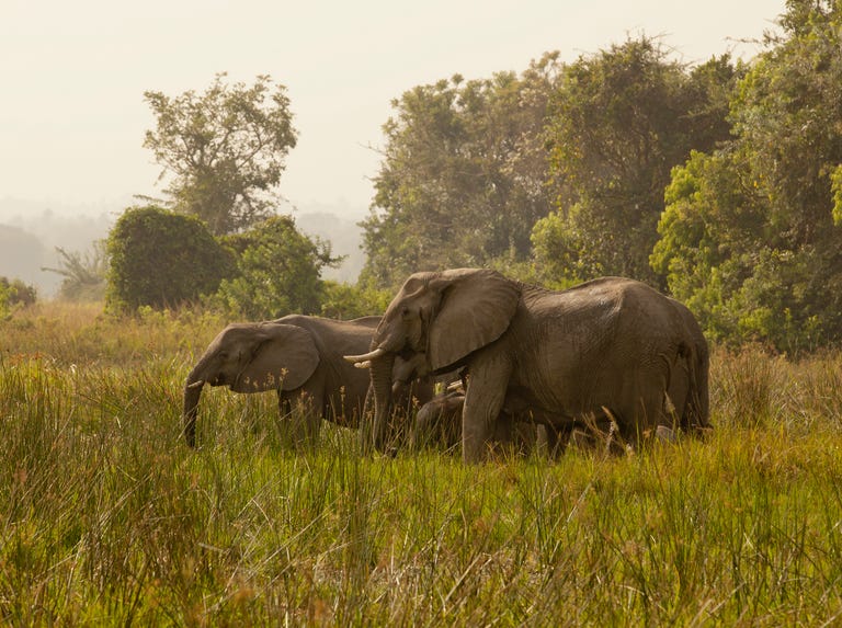 African Elephant familiy: water drinking African Elephant familiy: water drinking